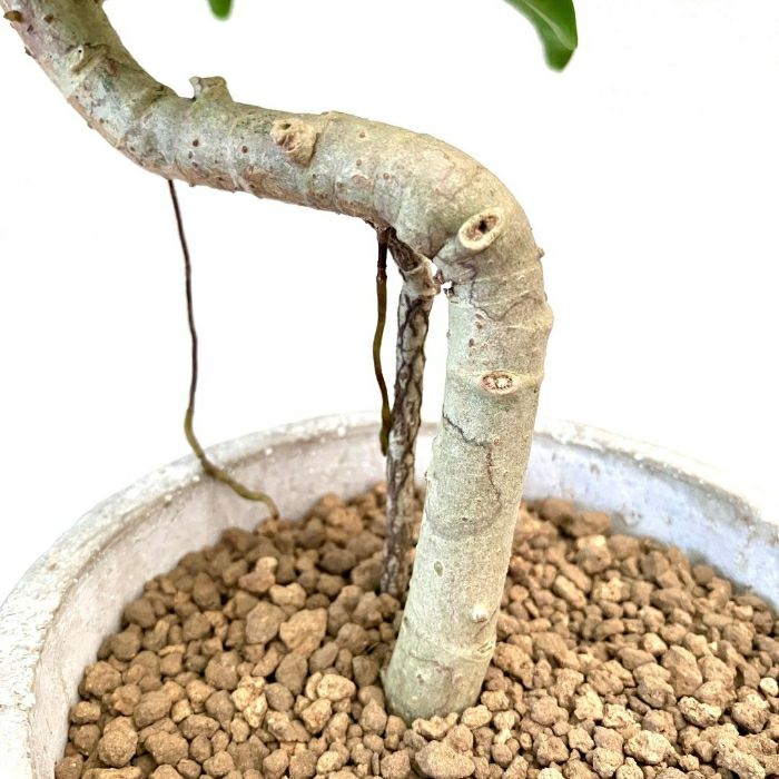 観葉植物現品販売