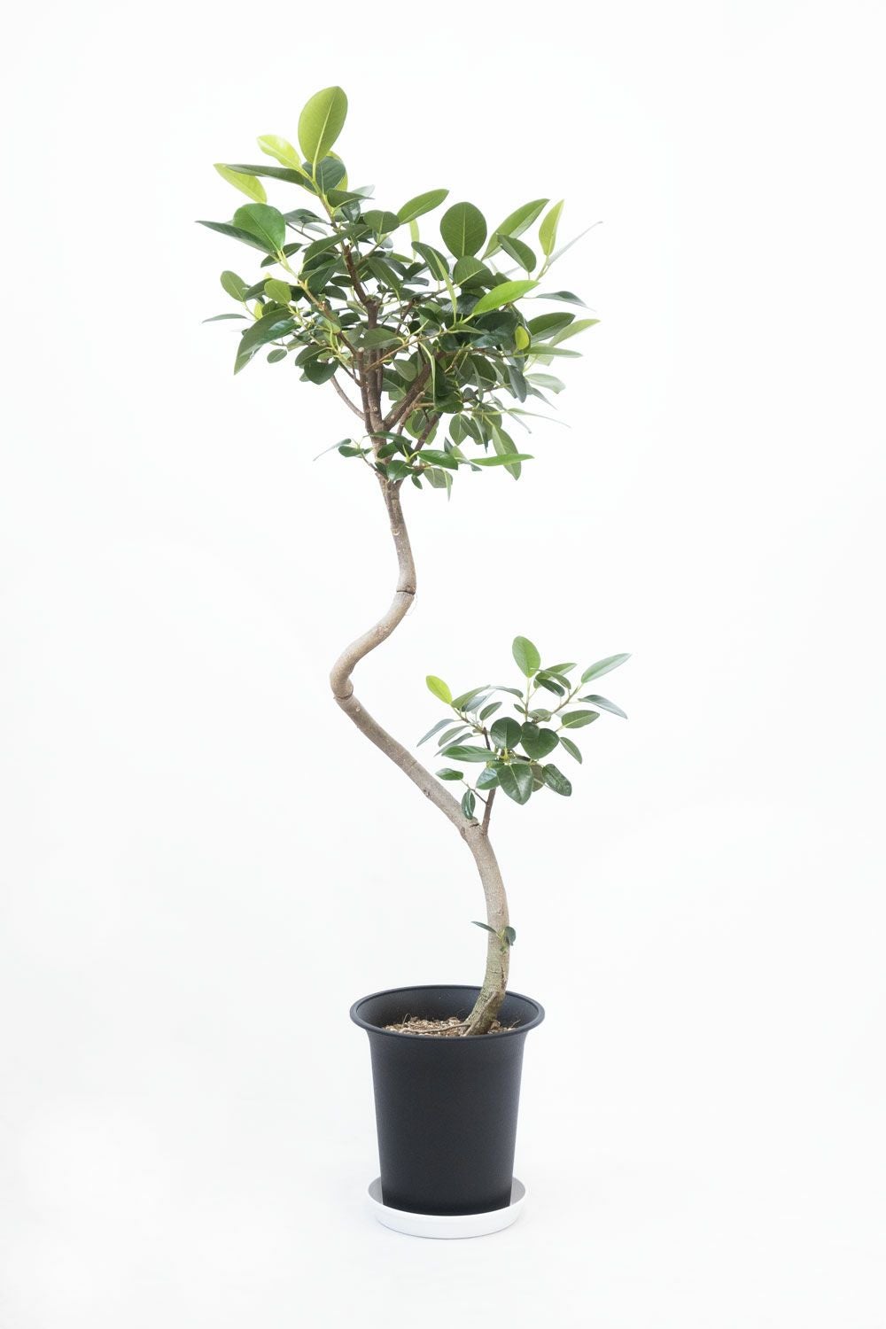 フランスゴム（フィカス・ルビギノーザ）6号鉢 曲がり樹形 観葉植物 本物