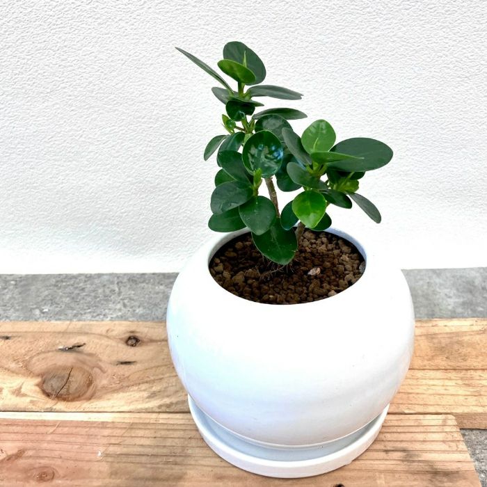 観葉植物現品販売