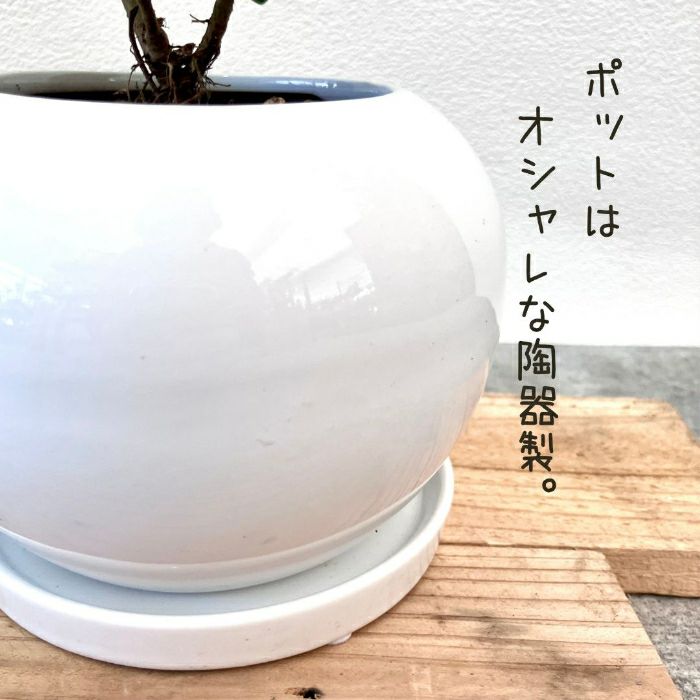 観葉植物現品販売