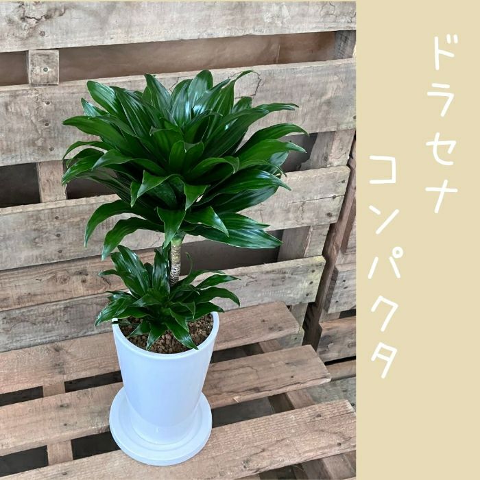 観葉植物現品販売