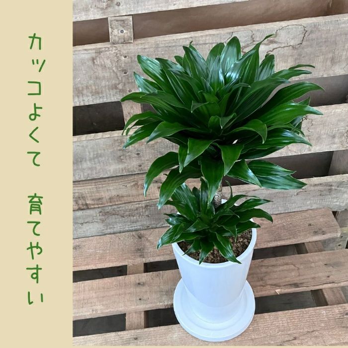 観葉植物現品販売