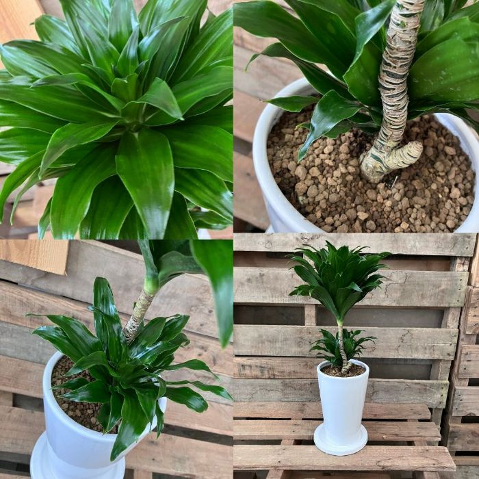 観葉植物現品販売