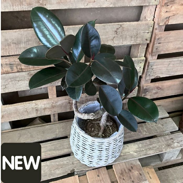 観葉植物現品販売