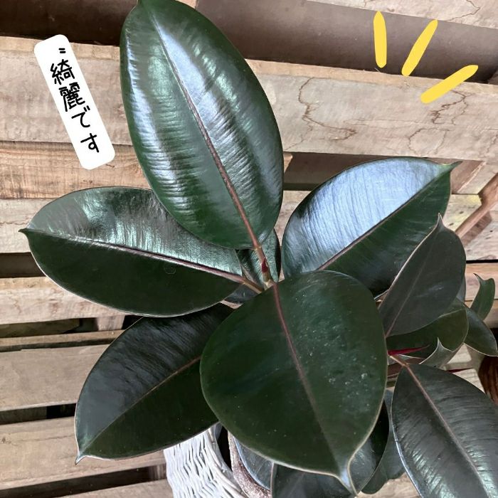 観葉植物現品販売