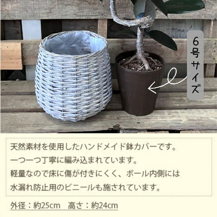 観葉植物現品販売