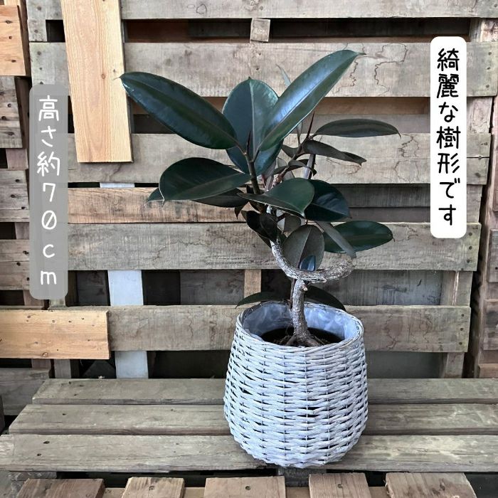 観葉植物現品販売