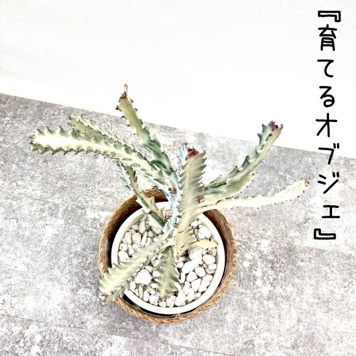 観葉植物現品販売