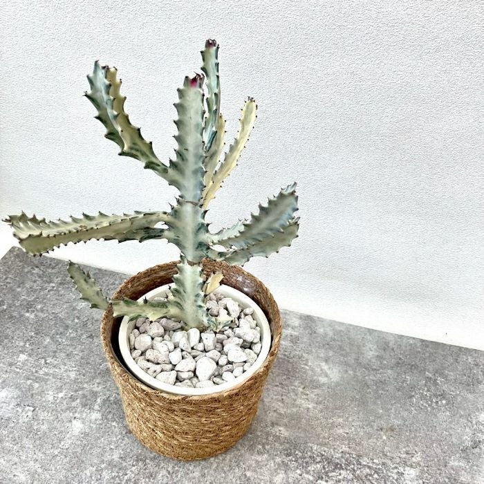 観葉植物現品販売