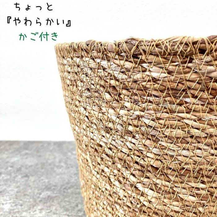 観葉植物現品販売