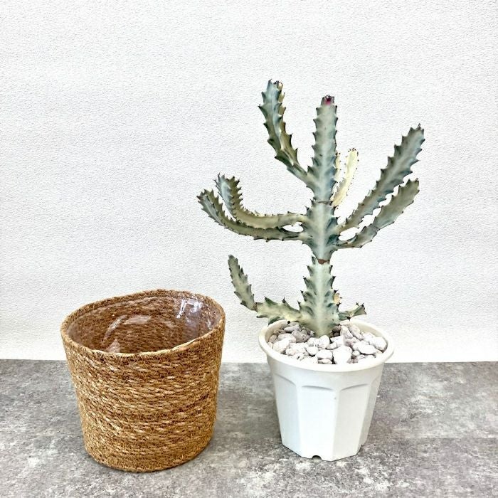 観葉植物現品販売