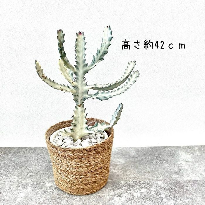 観葉植物現品販売