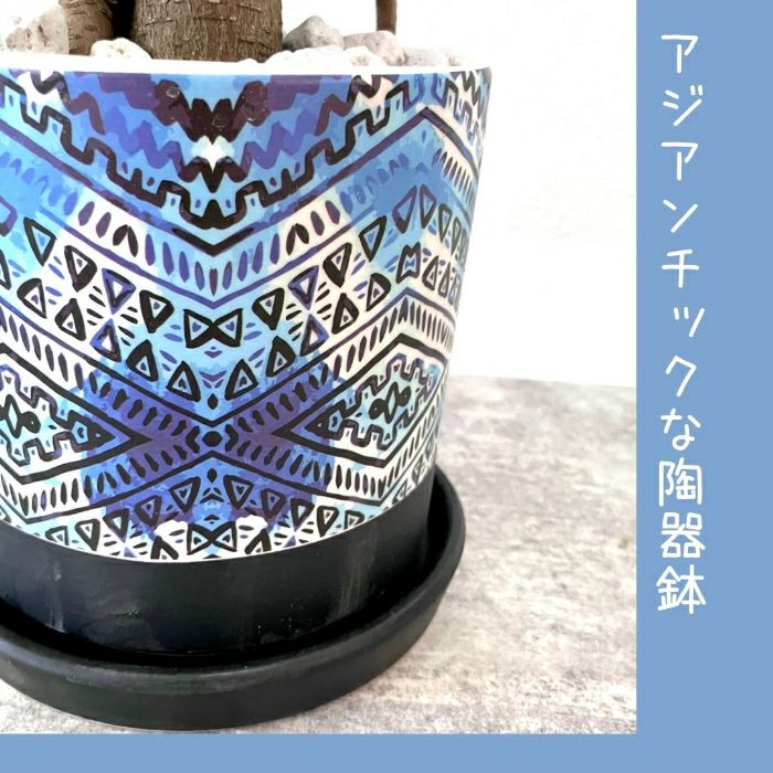 観葉植物現品販売