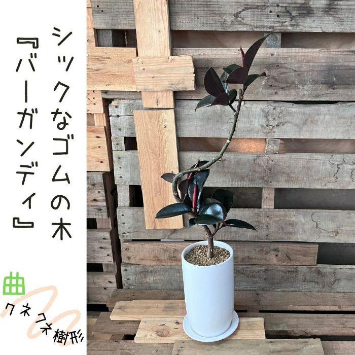 観葉植物現品販売