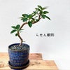 観葉植物現品販売