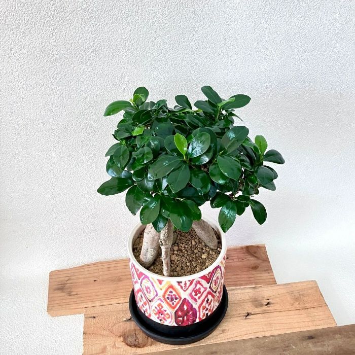 観葉植物現品販売