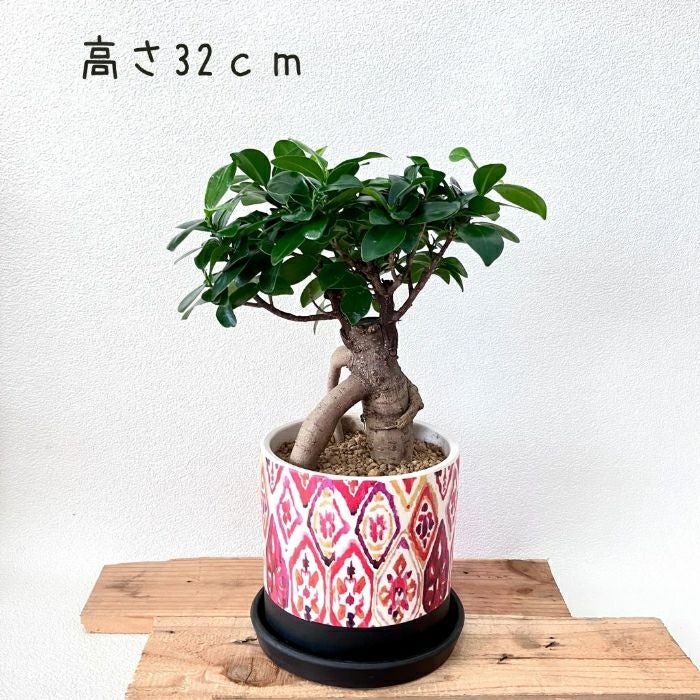 観葉植物現品販売