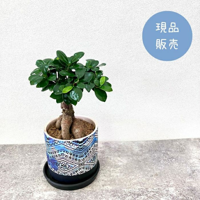 観葉植物現品販売
