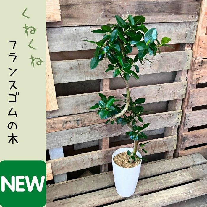 観葉植物現品販売