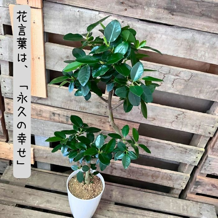 観葉植物現品販売