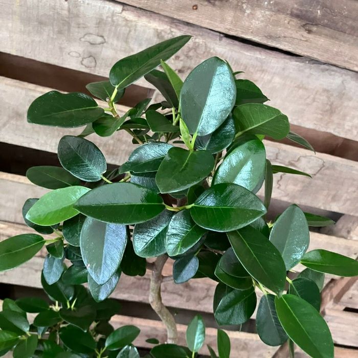 観葉植物現品販売