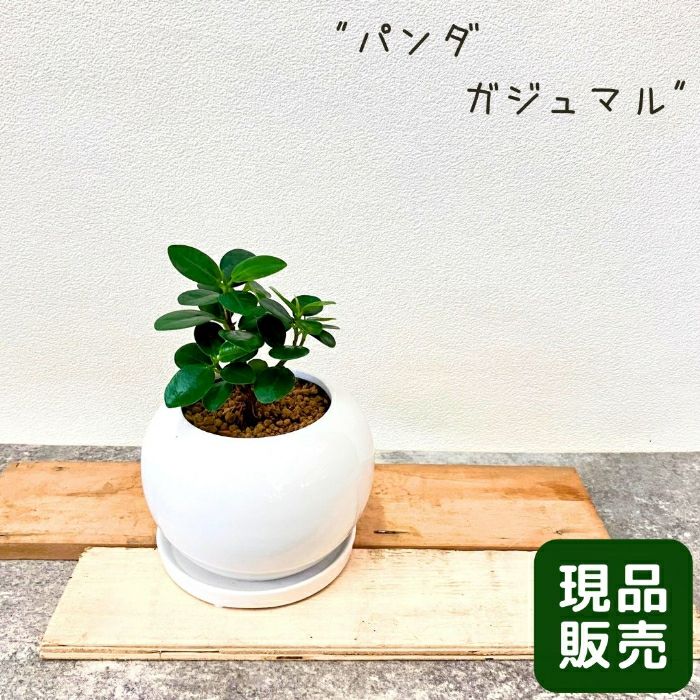 観葉植物 【現品】パンダガジュマル おしゃれなボール型陶器鉢入り