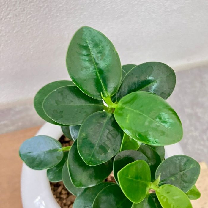 観葉植物現品販売