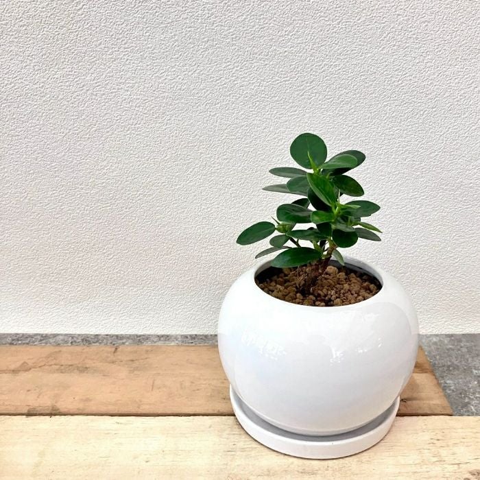 観葉植物現品販売