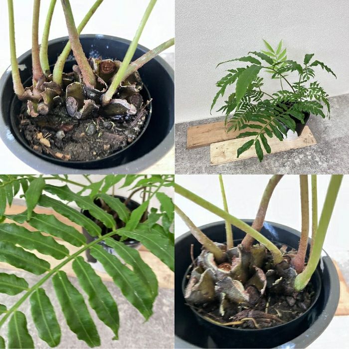観葉植物現品販売