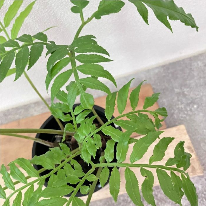 観葉植物現品販売