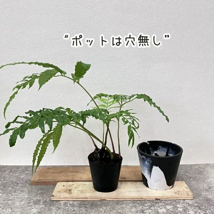 観葉植物現品販売