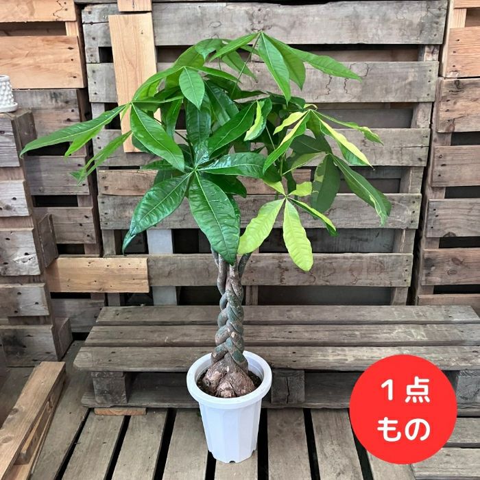 観葉植物 【現品】 激レア パキラ ライトムーン入り 新品 001045 現品 新品