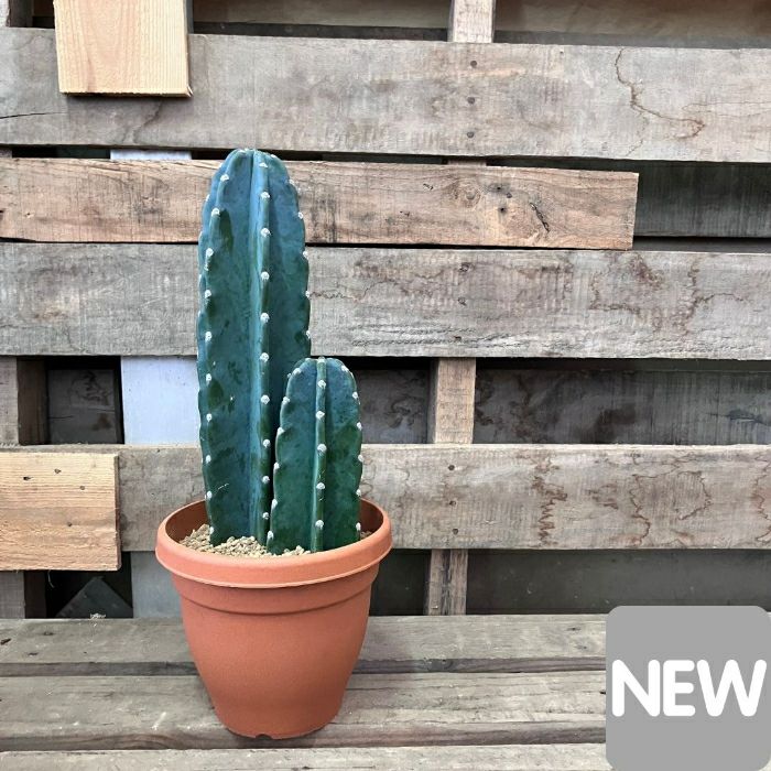 観葉植物【現品】 おすすめ！柱サボテン ヌーダム 2本植え 新品 001044