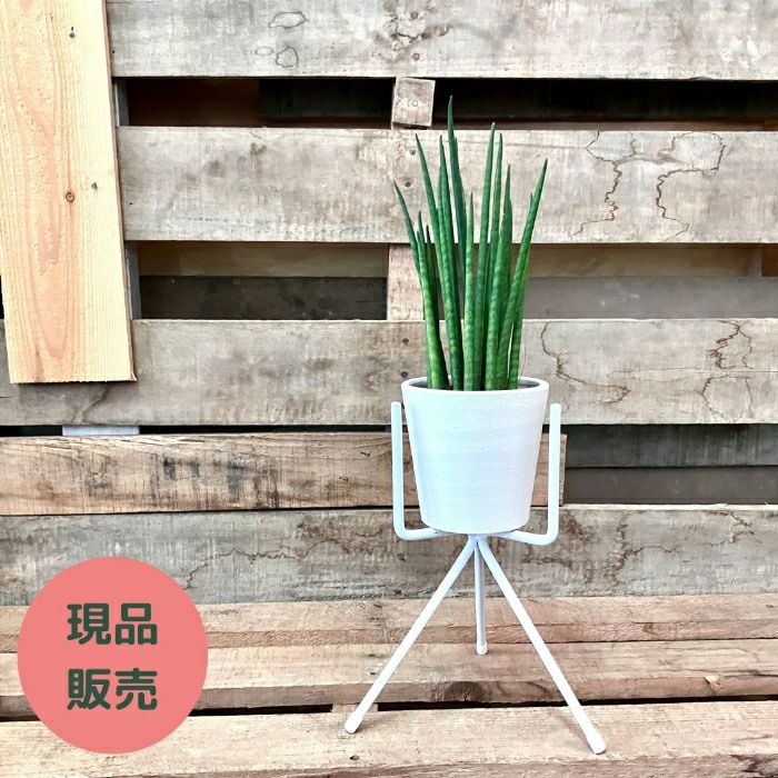 観葉植物現品販売