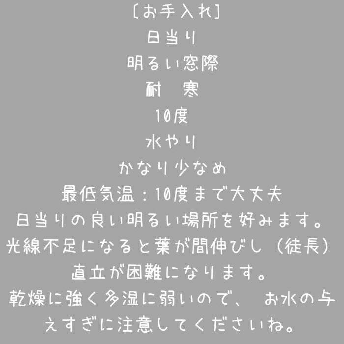 観葉植物現品販売