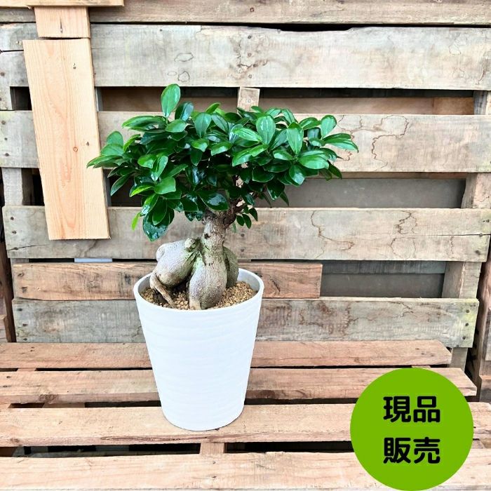 観葉植物現品販売