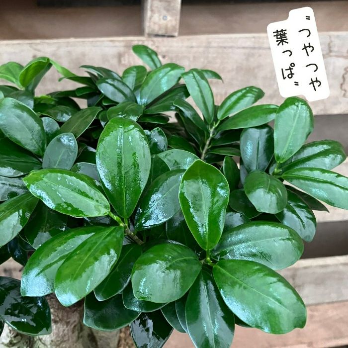 観葉植物現品販売