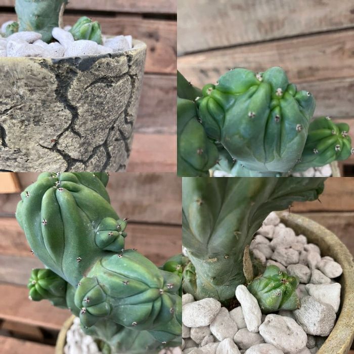 観葉植物現品販売