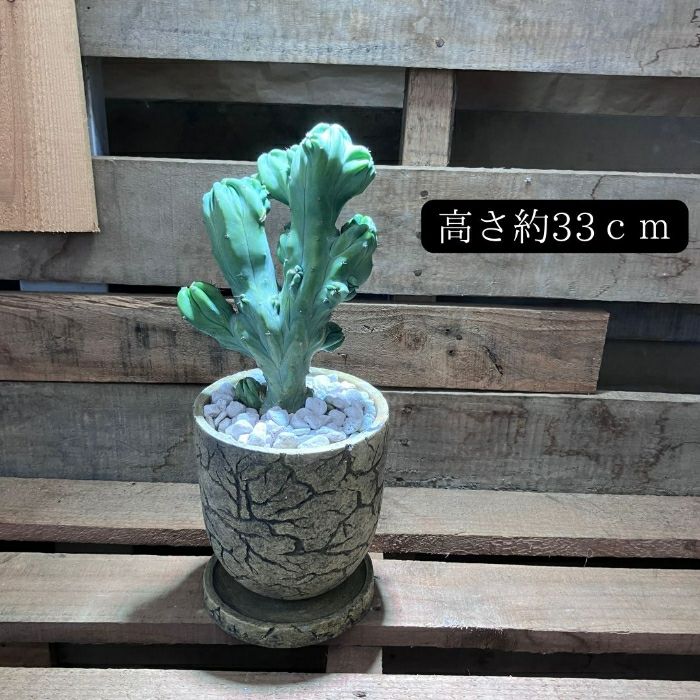 観葉植物現品販売