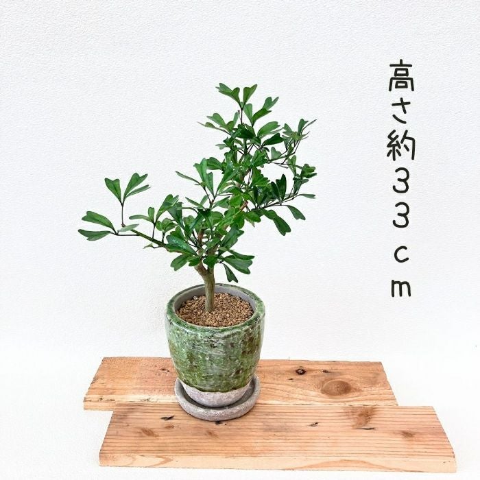観葉植物現品販売