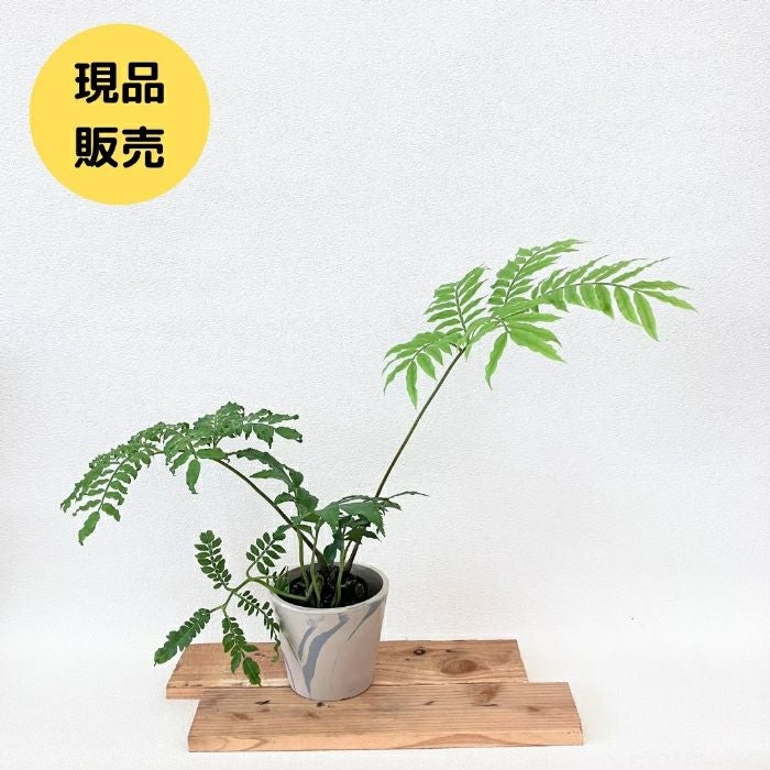 観葉植物現品販売