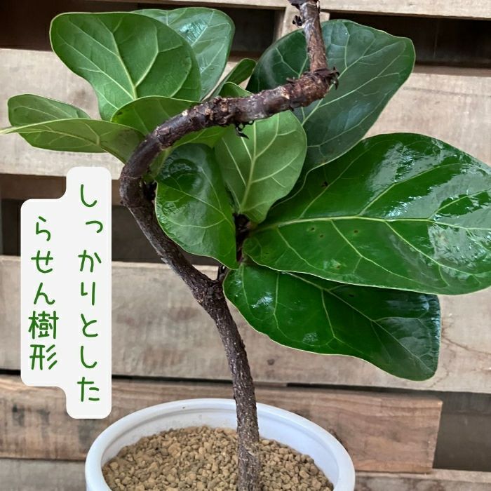 観葉植物現品販売