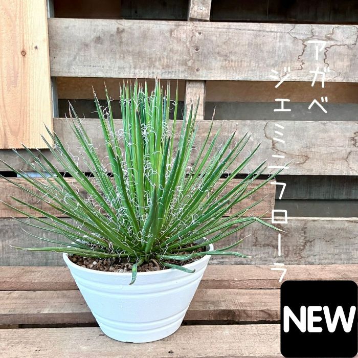 観葉植物 現品 アガベ ジェミニフローラ （ゲミニフローラ） AGAVE