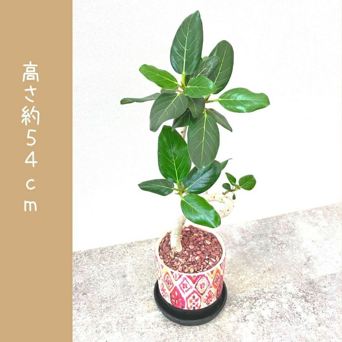 観葉植物現品販売