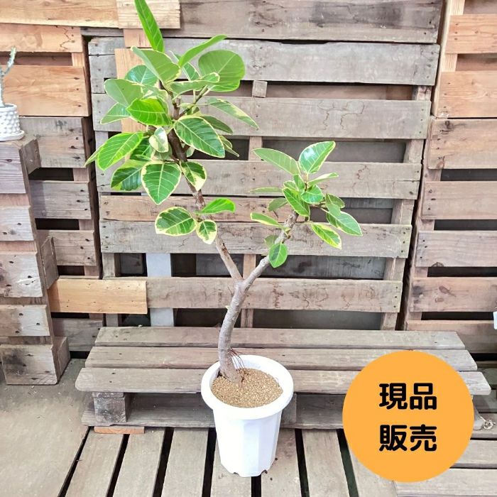 観葉植物 【現品】 フィカス アルテシマ 曲がり樹形 大型 1点もの 001060