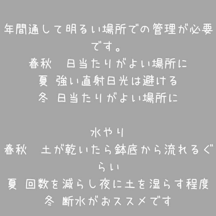 観葉植物現品販売