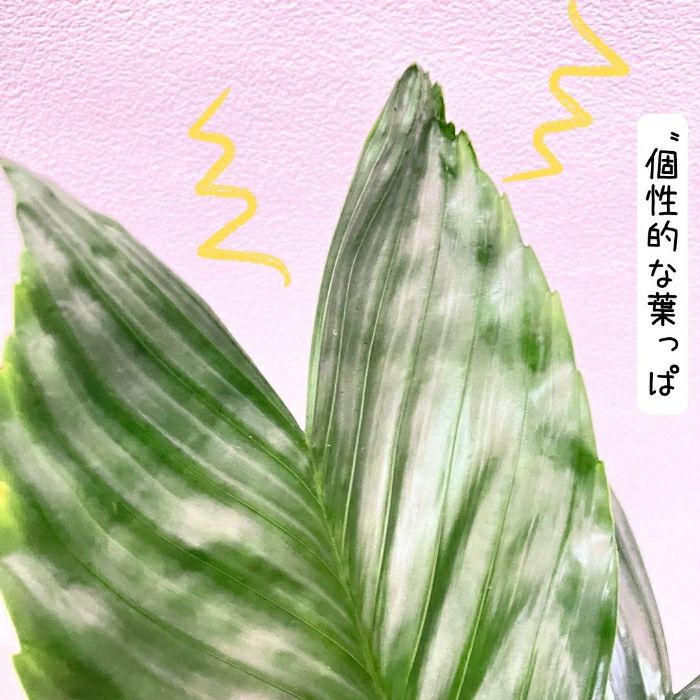観葉植物現品販売