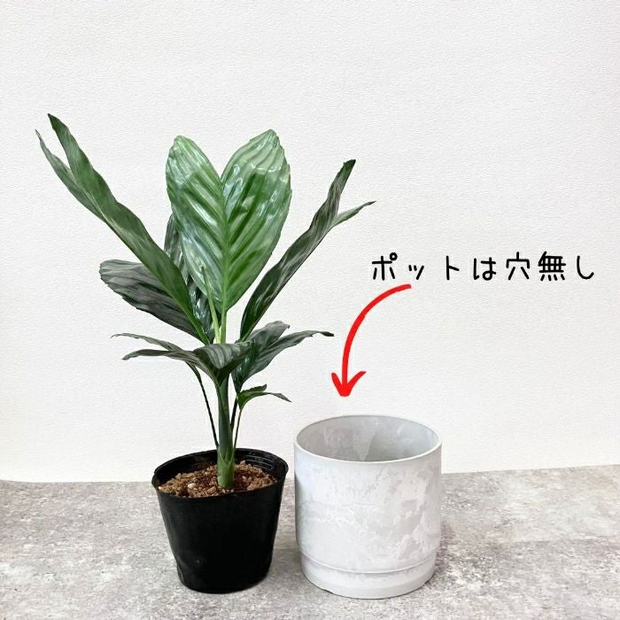 観葉植物現品販売