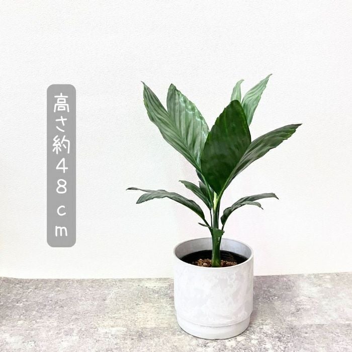 観葉植物現品販売