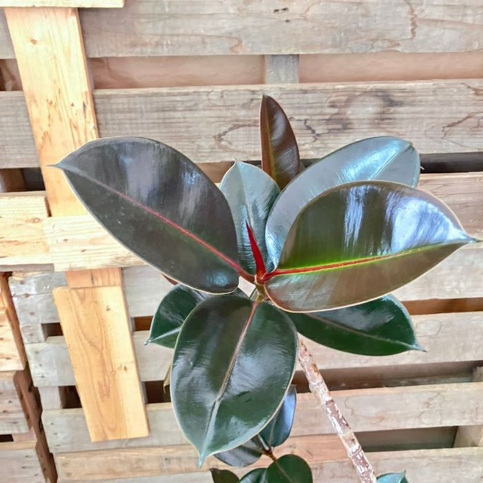 観葉植物現品販売